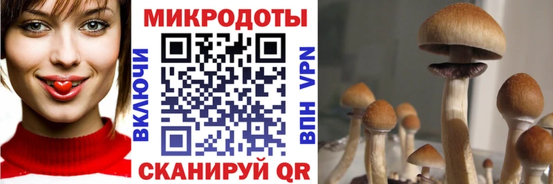 kraken как зайти  Соль-Илецк  Псилоцибиновые грибы Psilocybe  как найти закладки 
